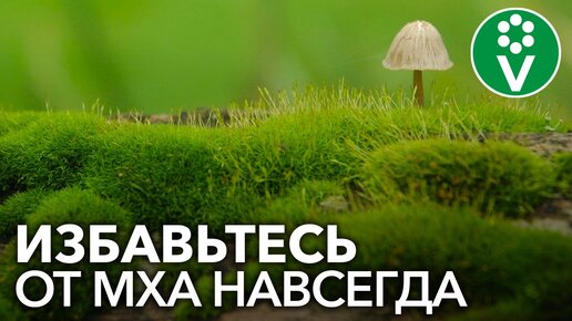 КАК ИЗБАВИТЬСЯ ОТ МХА НА ГРЯДКАХ И ГАЗОНЕ? Самый эффективный способ