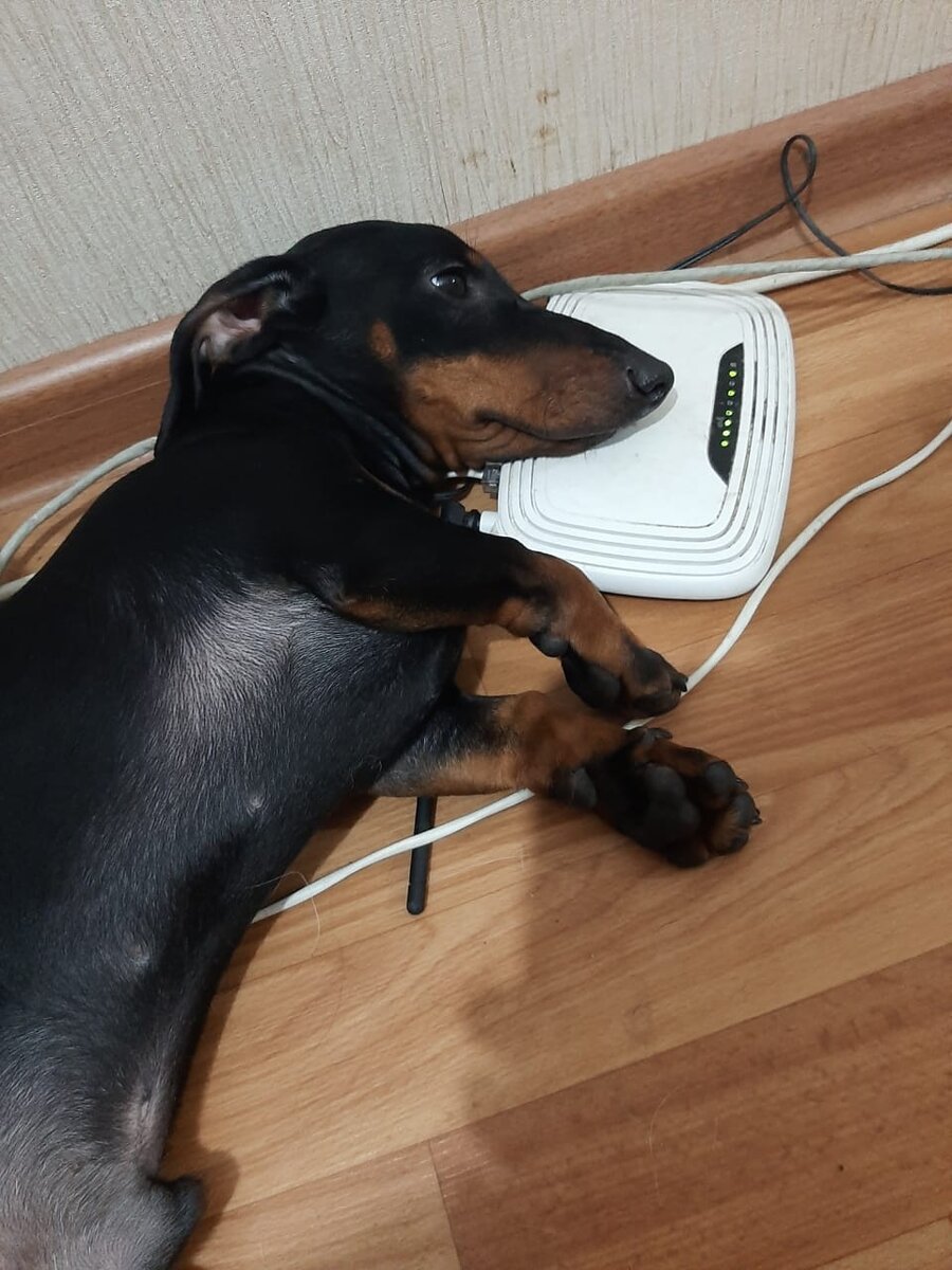 Люи 21 века зависят от интернета. Будете плохо меня кормить, поотгрызаю вам ваши интернеты!!! 