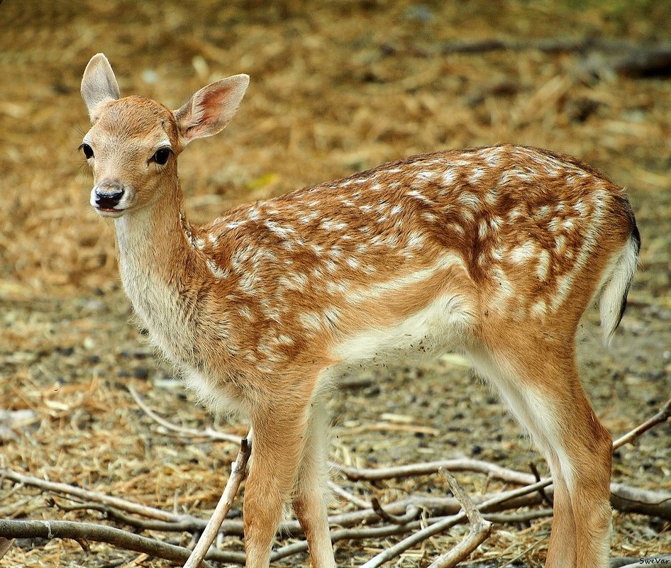 Горная лань фото