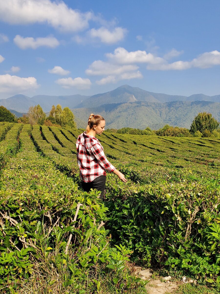 Самый северный чай