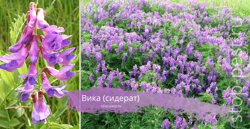 Культура вика фото семена вика сидерат купить в минске купить по низкой цене на Яндекс Маркете