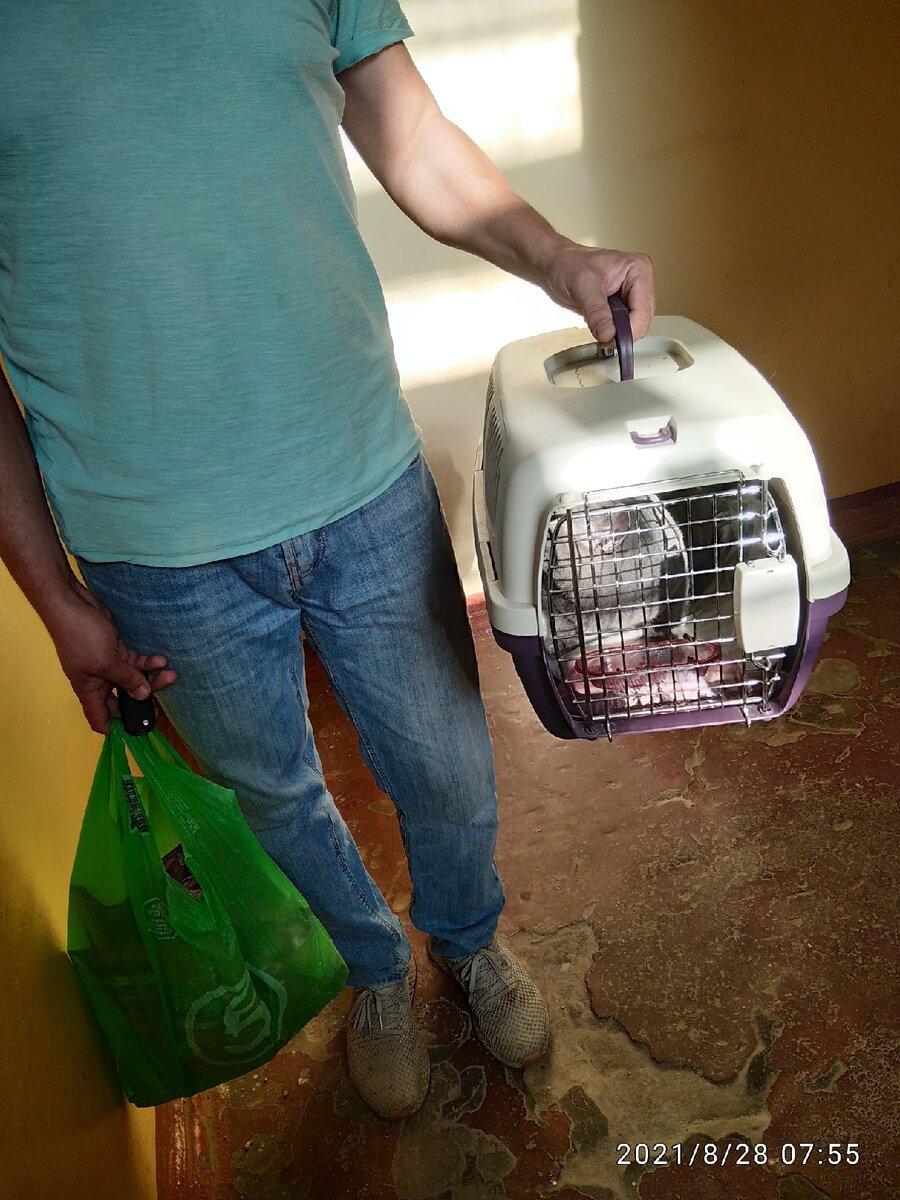 Шкет едет домой! В зеленой майке несколько пакетов только что полученного с OZONa специально заказанного для малыша детского хорошего  корма) Переноску дала с возвратом. 