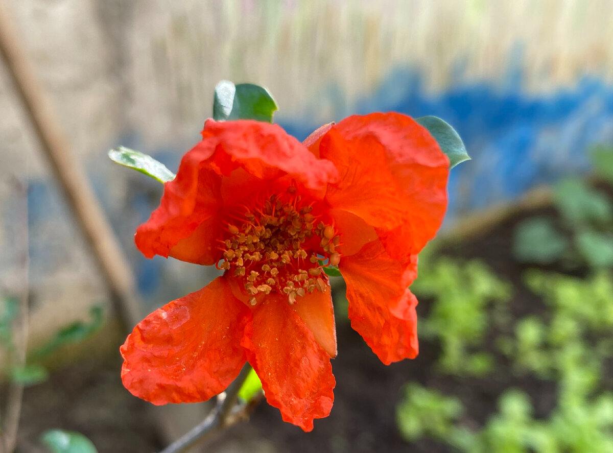 Мой цветущий гранат... Фото автора