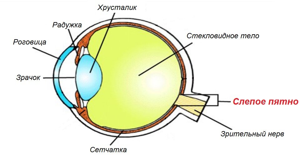 Что такое слепое пятно в глазу. Слепое пятно на рисунке глаза. Слепое пятно рисунок. Слепое пятно глаза гистология.