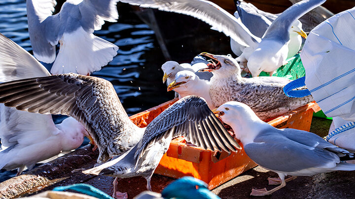 ФОТО: JENS BÜTTNER / GLOBALLOOKPRESS 