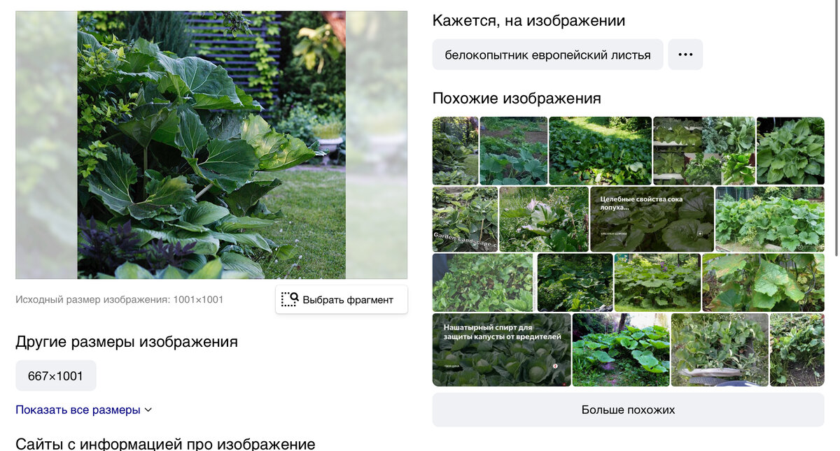 Как узнать по фото название растения онлайн бесплатно