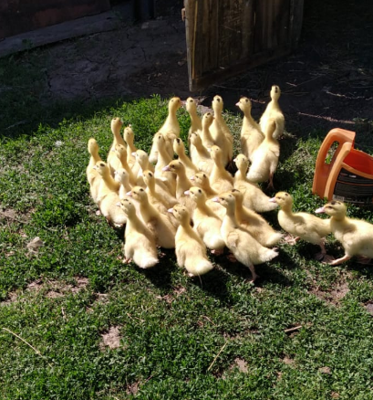 Держат птицу по немногу