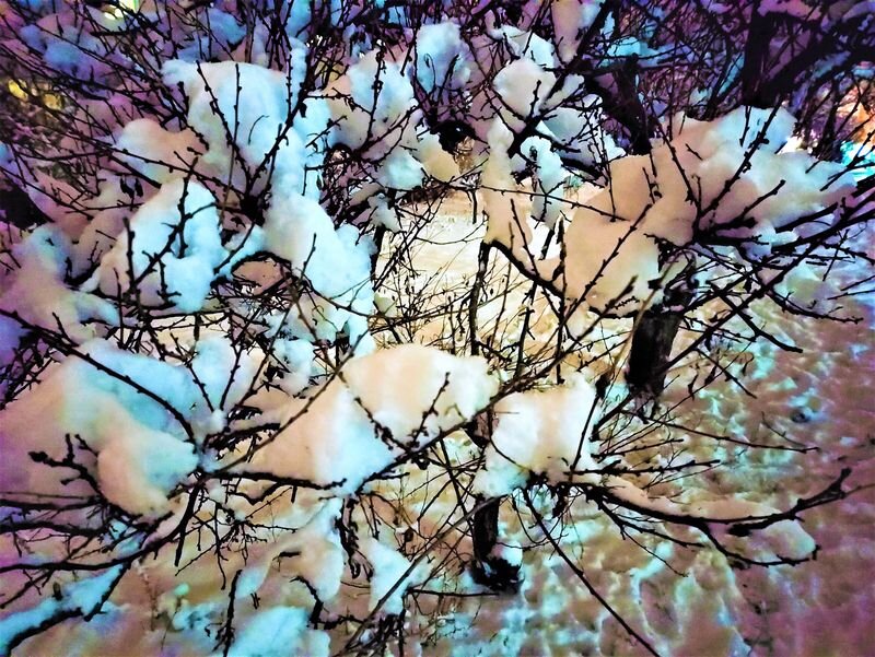 Казалось бы, обычный снег на ветках, а как красиво смотрится, особенно в вечернее время! Фото автора.