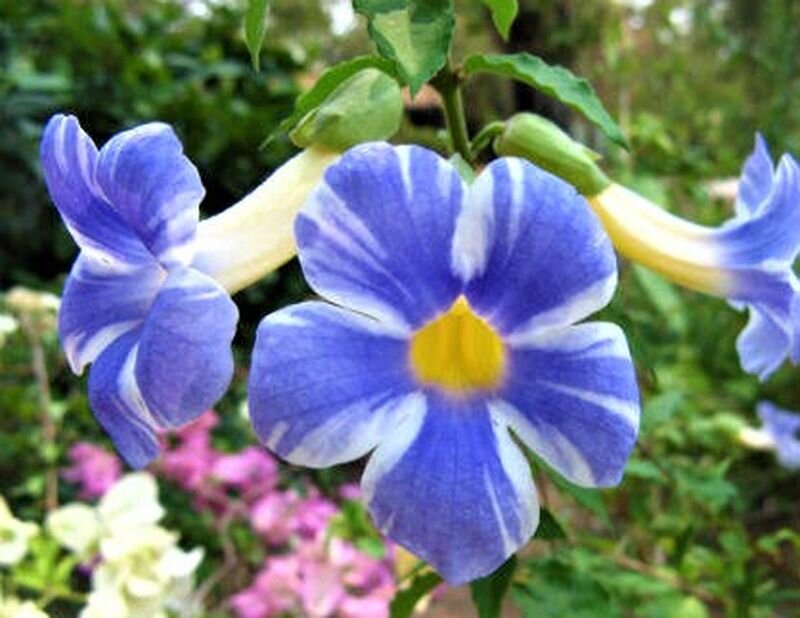  Фото с сайта: https://goo.su/eB4Jj