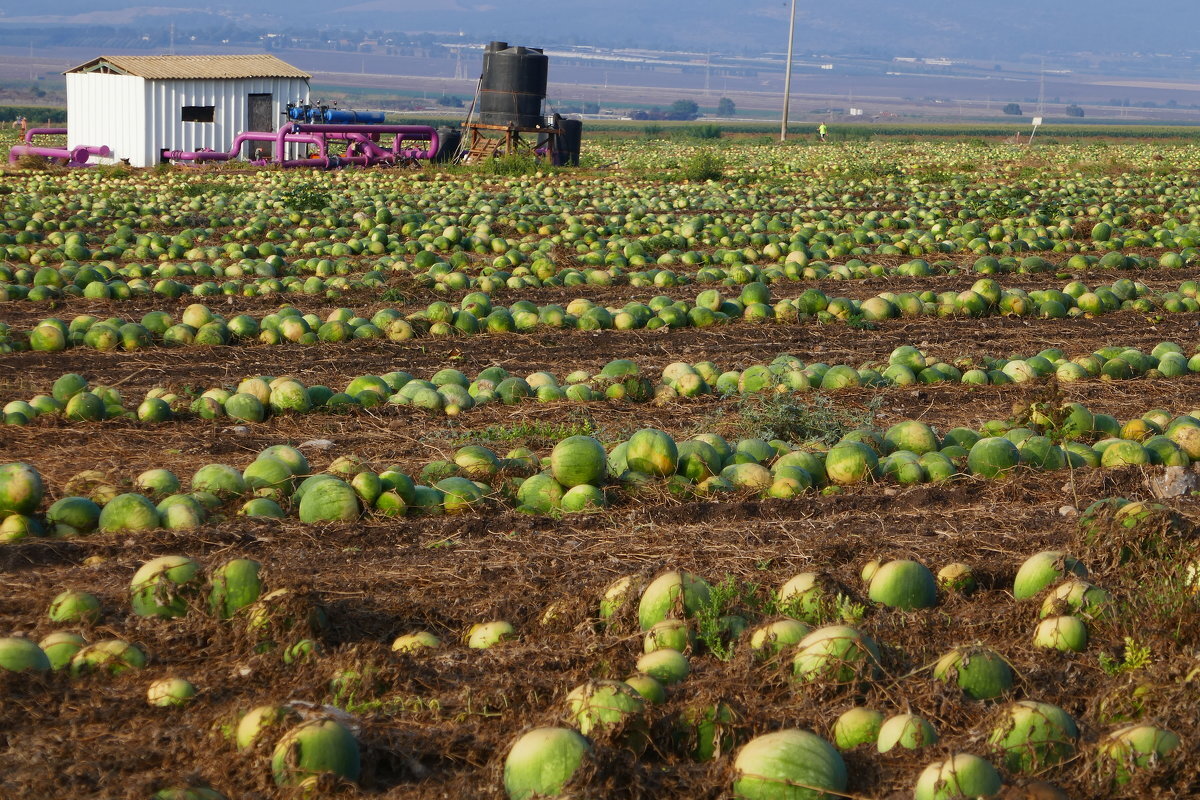 площади под бахчевыми. арбузная бахча астрахань. бахча с арбузами в астрахани. арбузная бахча астрахань. площади под бахчевыми.