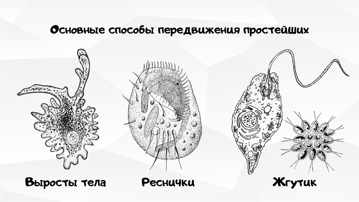 Одноклеточная на дзен. Колониальные жгутиконосцы. Жгутиконосцы паразиты.