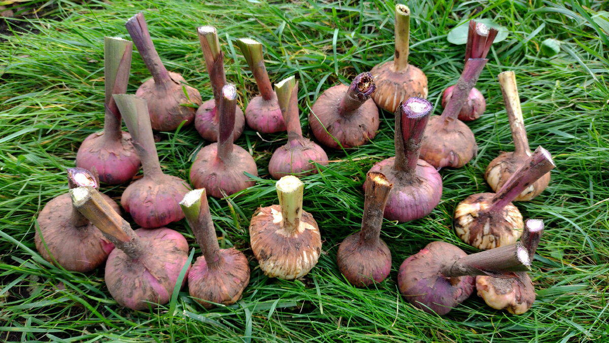 Состояние клубнелуковиц в этом году оказалось вполне нормальным