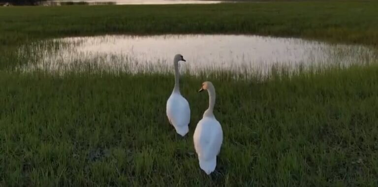    Пару влюбленных лебедей сняли на видео на просторах степей заповедного Оренбуржья Андрей Севостьянов
