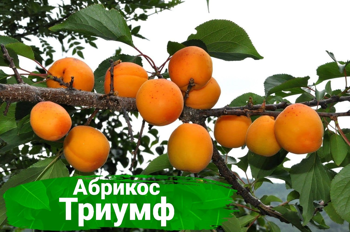 Топ-5 САМЫХ зимостойких сортов абрикоса🍑 | Питомник Росток 🌱 | Дзен