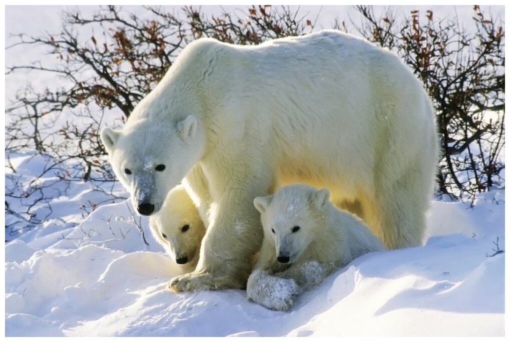 Зимой на острове рождаются в берлогах белые "Умки".  фото: картинки яндекса. 