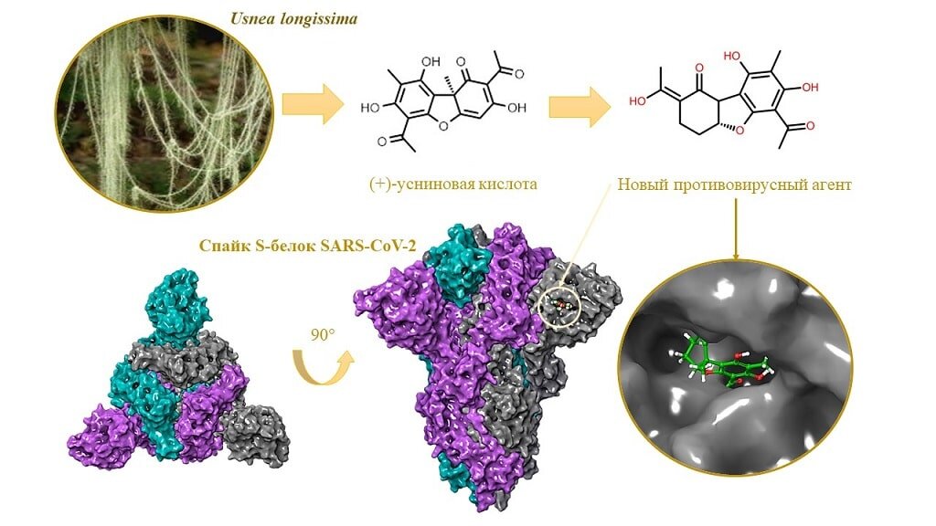    Лишайники содержат ценнейший ингредиент против коронавируса