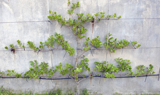 Формирование куста актинидии