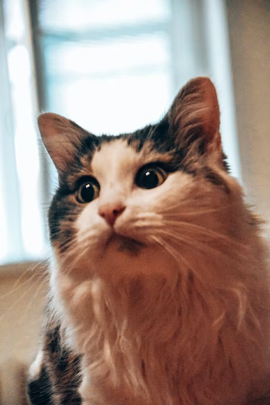 Да что ты говоришь, Типпинг?!