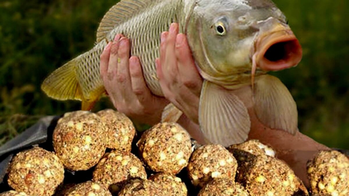 Фото с сайта: https://agrozrk.ru/wp-content/uploads/2017/07/prikormka-ryibyi-pered-lovley.jpg