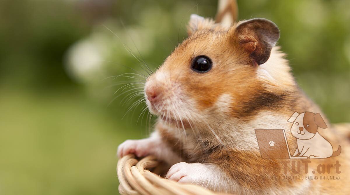 Вскрытие  часто может принести душевное спокойствие владельцу домашнего  животного, если выяснится, что причину смерти нельзя было предотвратить  (это также может произойти, если ваш хомяк не был пожилым). Преклонный  возраст у животных может также усугубить некоторые необнаруженные ранее  состояния. Ветеринарная медицина ограничена по сравнению с человеческой  медициной, и есть еще меньше возможностей для очень маленьких  «экзотических» домашних животных, поэтому некоторые состояния, которые  поддаются лечению у собак и кошек, могут быть неосуществимы для хомяков.