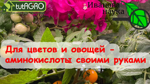 В 50 РАЗ ДЕШЕВЛЕ АМ-КОНЦЕНТРАТ СВОИМИ РУКАМИ. ОРГАНИЧЕСКИЙ СТИМУЛЯТОР РОСТА и УРОЖАЯ. Аминокислотный витаминный комплекс из дрожжей.