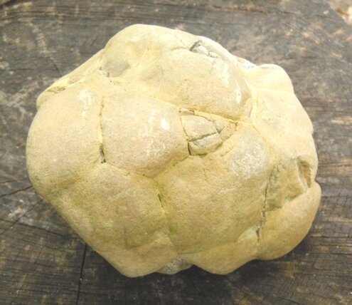 В галечнике Фарса у Новосвободной, к востоку от северной переправы. 2022 г.