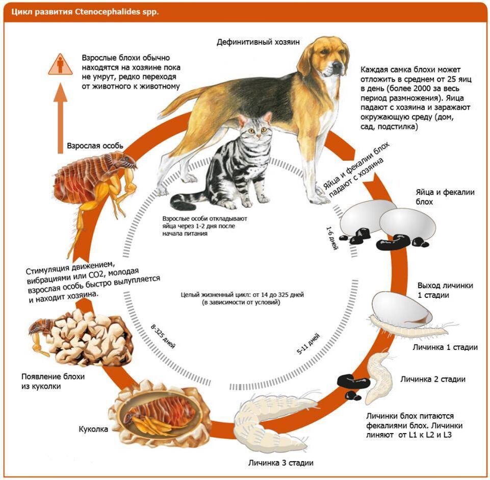 Стадии животных. Жизненный цикл блохи собачьей. Блоха человеческая жизненный цикл. Цикл развития блохи человеческой. Жизненный цикл блохи кошачьей.