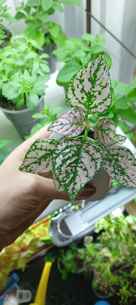 Гипоэстес выращенный из семян