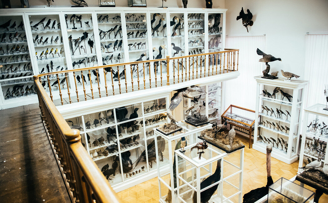 Источник: интернет-журнал "Инде" https://inde.io/article/9692-vyvod-iz-zapasa-chto-hranitsya-v-zoologicheskom-muzee-kfu