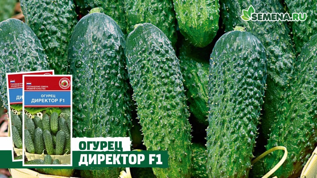 Огурец Директор