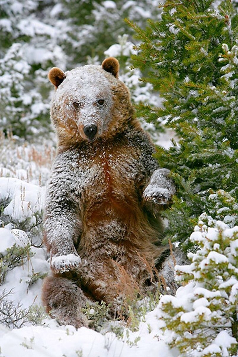 Красивые фотографии животных в зимнее время года.
