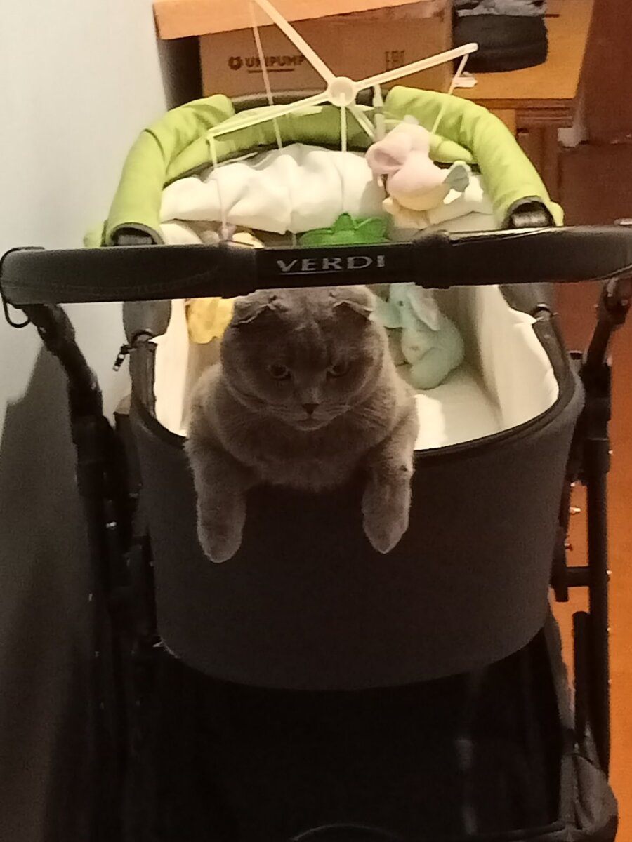 Симба нашел коляску , и решил покататься на ней . Только никто не катал 😁