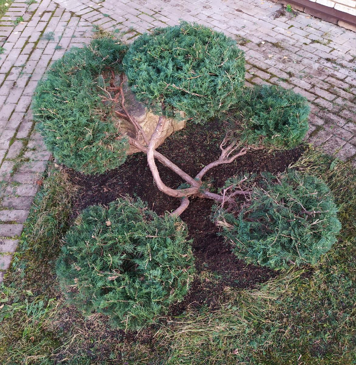 Садовый бонсай из Можжевельника Казацкого