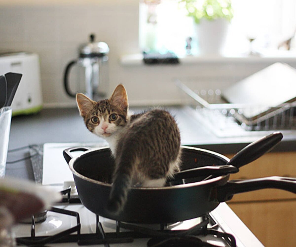 Котенок на кухне