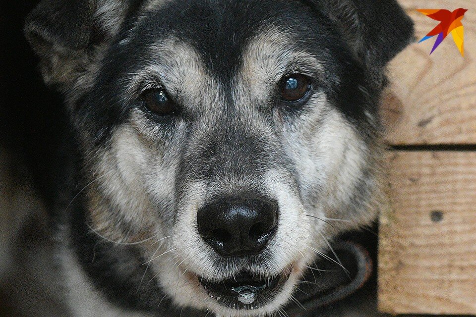     По словам Лилии, травмы, которые северянин успел причинить животному, очень тяжелые, не известно, выживет ли пес после этого. Алексей БУЛАТОВ