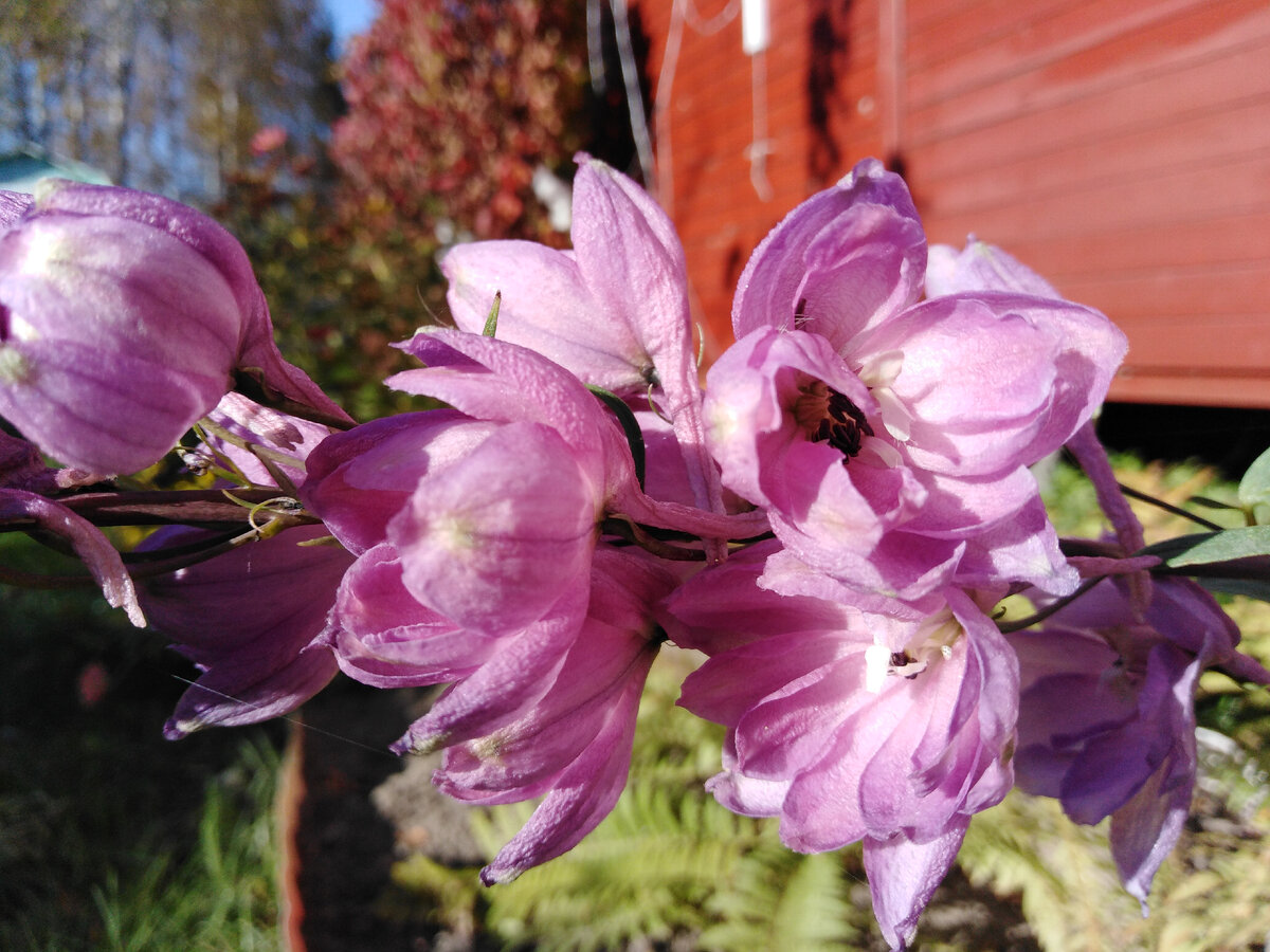 Молодые цветоносы в октябре были без подвязки, цвели параллельно земле :) после инея в середине октября упали, пришлось срезать
