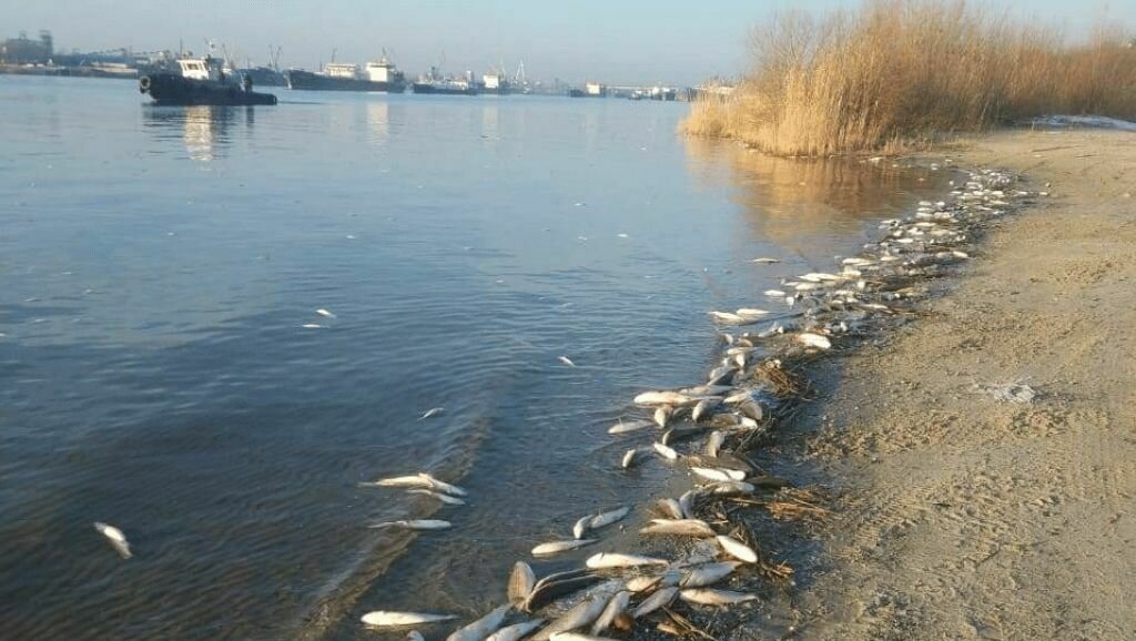     Трехкратное превышение уровня загрязнения почвы углеводородами в Таганроге — это так называемый «накопленный ущерб», который постепенно проявляется в экологии, сообщил RostovGazeta эколог Андрей Зайчиков.