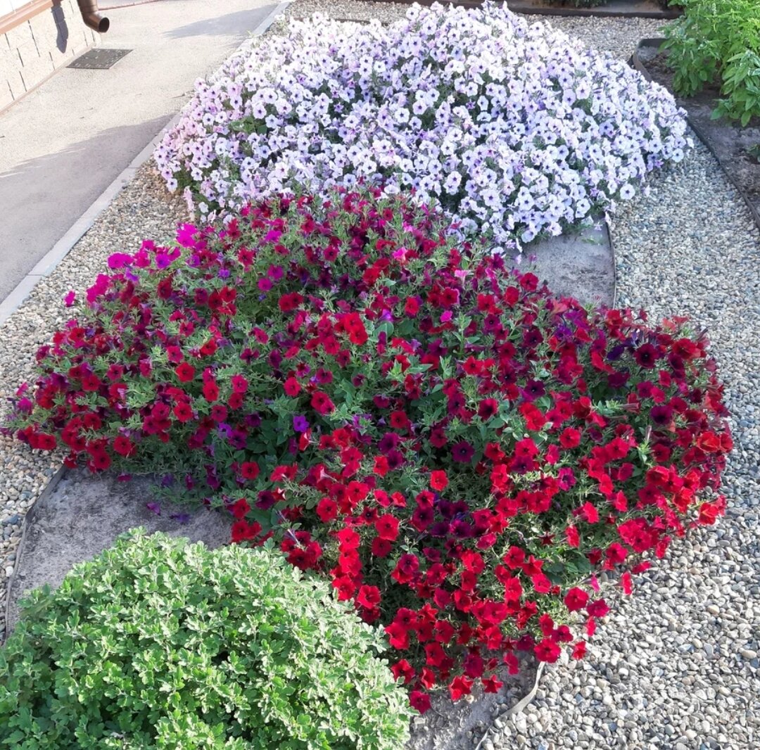 Сильвер и Ред Велюр