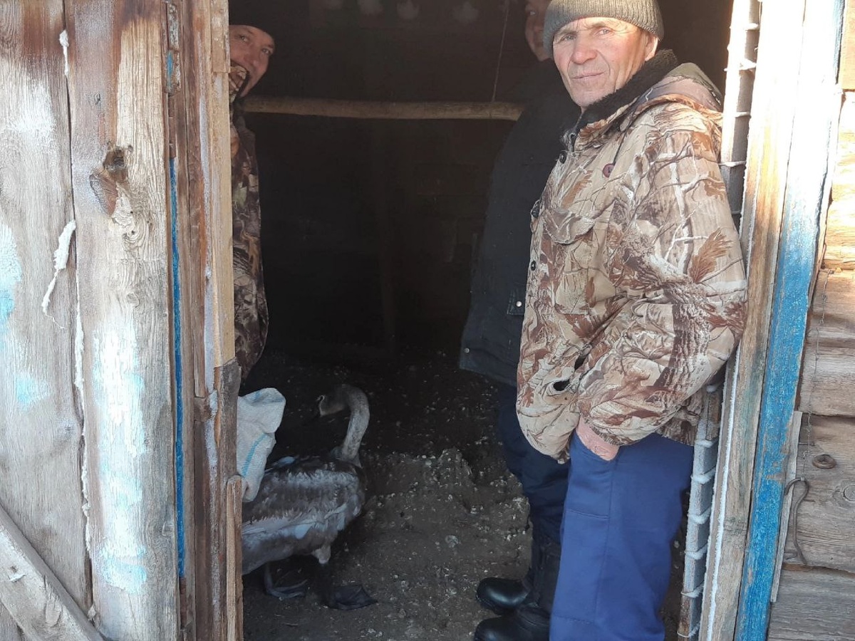  📷    Спасенный этой зимой в Абдулинском округе лебедь подрос и окреп Марина Шарт