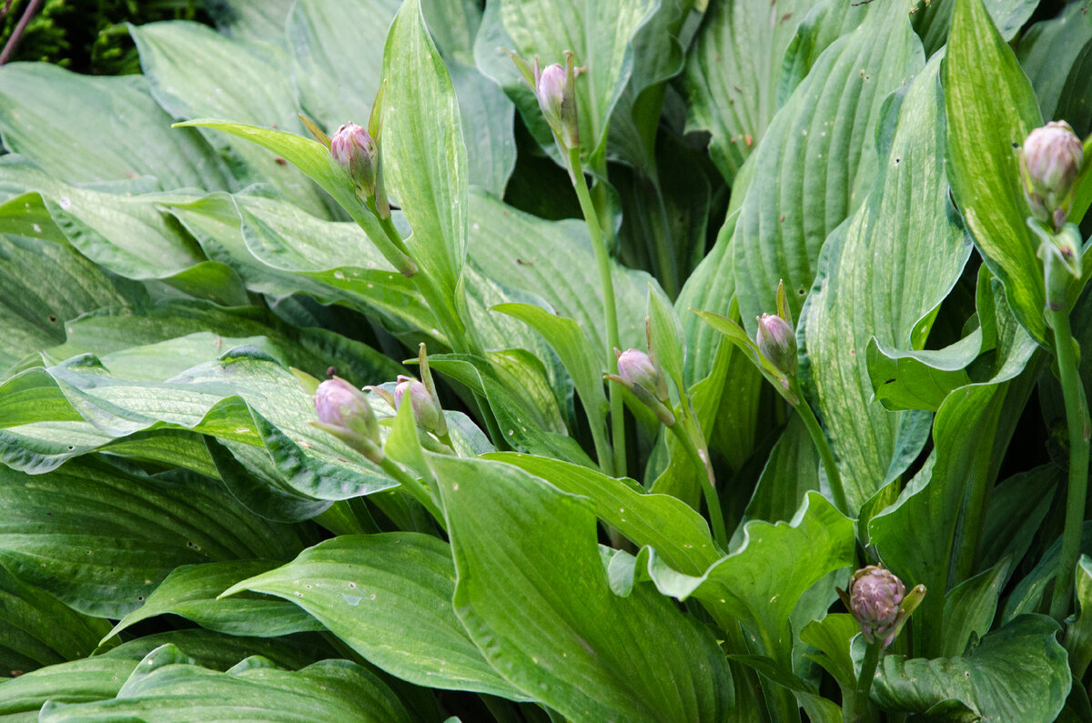 Хосты с ярким листом, без полосок. Фото Зеленой Стрекозы