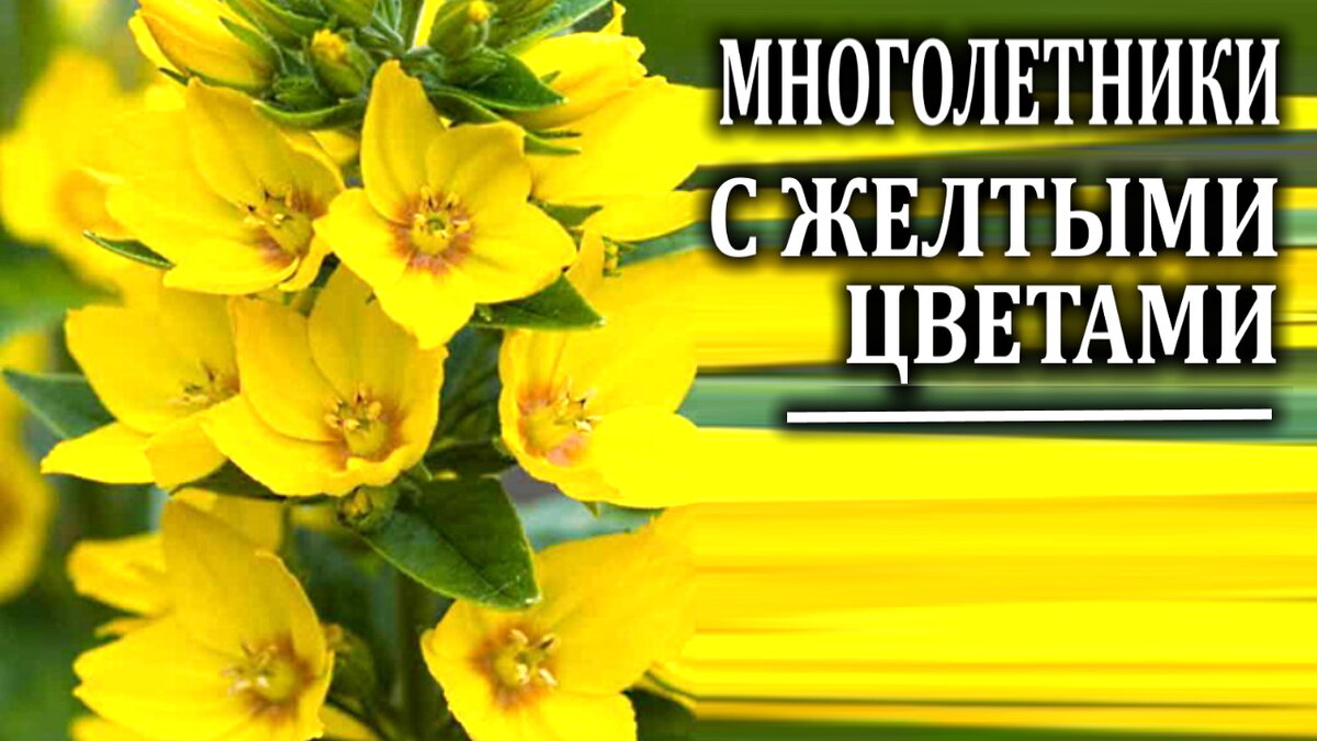 Желтые цветы, фото-подборка из 11 видов с моего участка