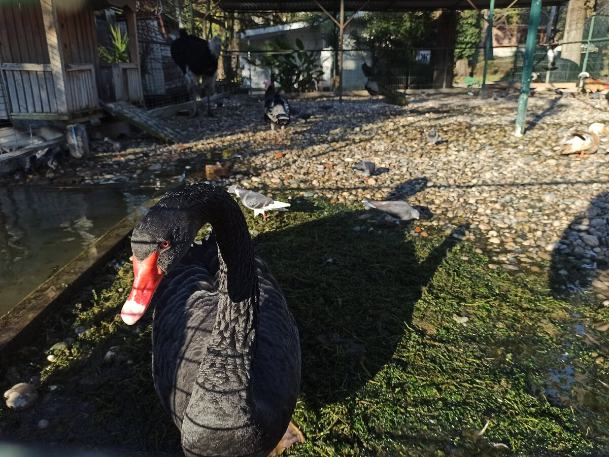 Чёрный лебедь. Не дружит с белыми, но с руки запросто ест. Листайте вправо!