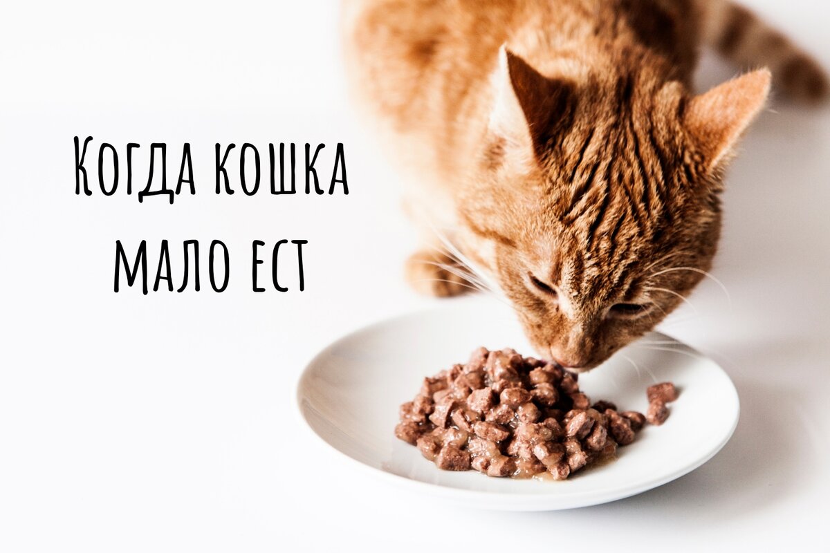 Кошка мало ест? | КОТанутый доктор🐱 | Дзен