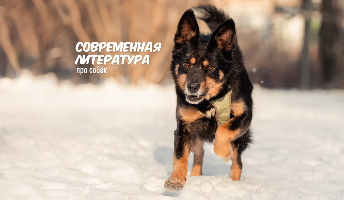 Байкал, ищет дом