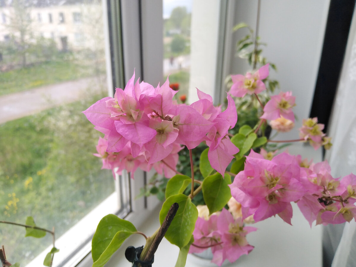 Вот эта дама, бугенвиллия, особенно не любит щелочной грунт. Поэтому мы с ней тогда и не подружились