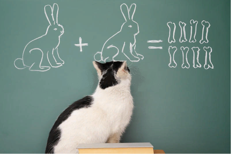 Интеллект кошки. Iq кошки. Интеллект кошки. Котик с вопросом. Интеллект кошки.