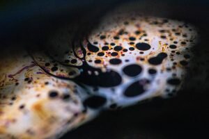    Фото: Forest Simon / unsplash.com Константин Бухтатов