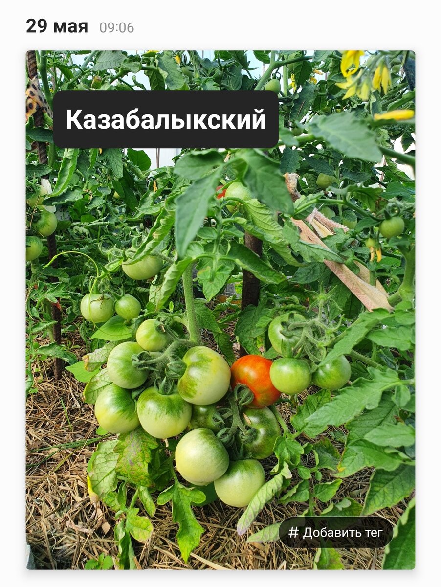 И вязал без устали все лето.