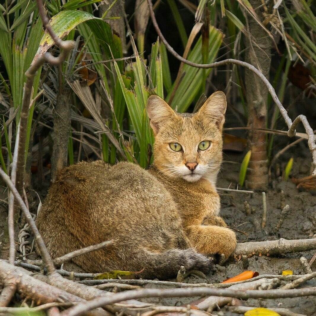 Камышов кот. Камышовый кот. Камышовый кот (Хаус) (Felis Chaus). Камышовый кот (Болотная Рысь). Кавказский камышовый кот.