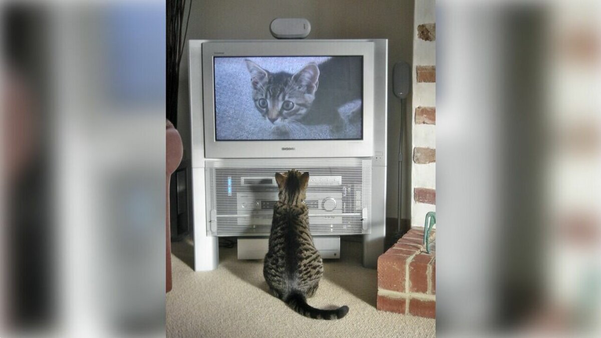     Военнослужащие из Ростовской области, которые находятся в зоне СВО, будут ходить в отпуск каждые полгода, в регионе предупредили о проблемах с телевидением, а в Ростове в течение месяца будут кастрировать местных котов.